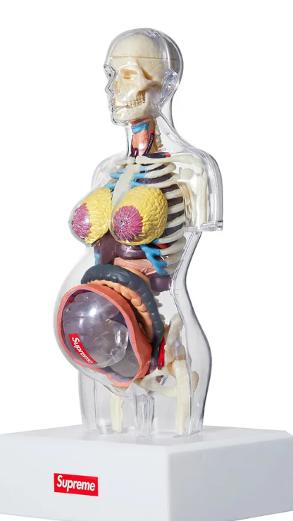 Supreme Female Anatomy Model Clear